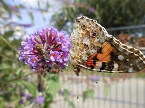Wir wünschen einen bunten Sommer, unbeschwert wie dieser Schmetterling... (© Foto: W. Unterlercher)