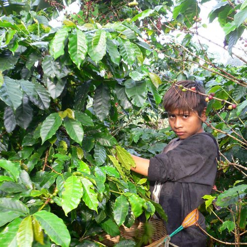 Kinderarbeit auf einer Kaffeeplantage (© Foto: © ORF Steiermark/Erhard Seidl)
