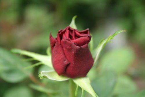 Eine Rose für die Mama - als kleines Dankeschön. (© Foto: fotogard)