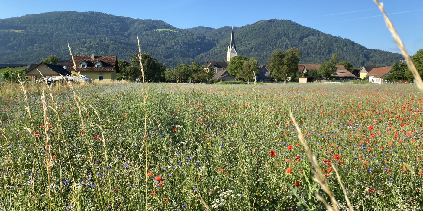 © Foto: Pfarrarchiv Schwabegg-Žvabek, Blumenmeer Raidl • Morje rož pri Raidlu