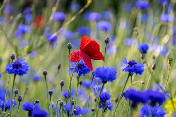 © Foto:Pixabay