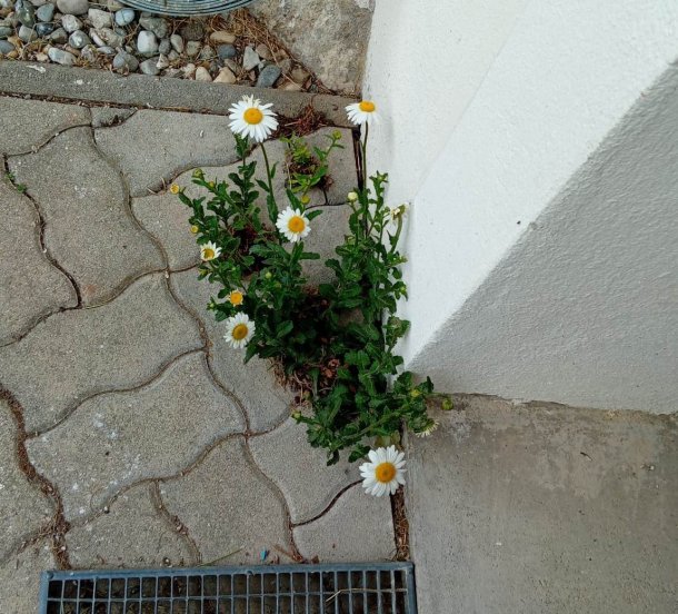 &copy; Foto: Christian M&uuml;llner