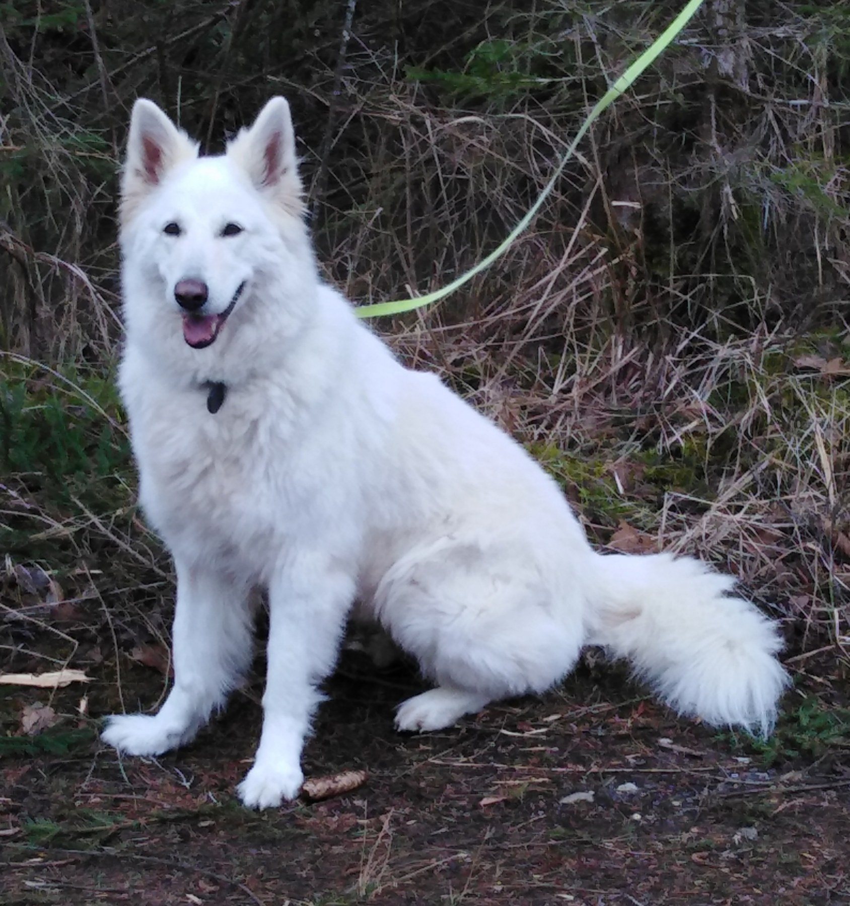“Auf den Hund gekommen…”