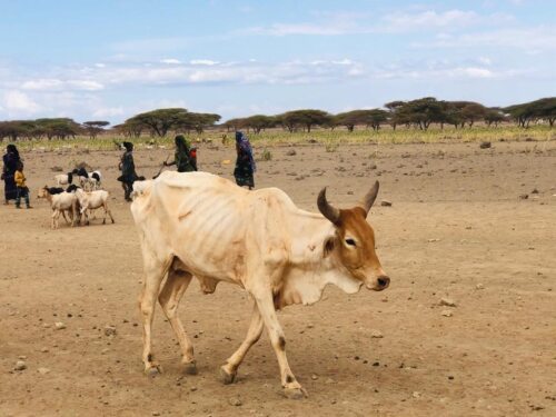 Bis auf die Knochen abgemagert – auch die Rinder leiden unter dem Wassermangel.  Foto: ©Pacida