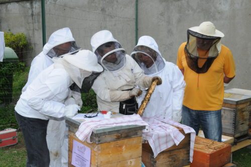 Die sorgfältige Begutachtung der Bienenstöcke zählt zu den Kernaufgaben jedes Imkers, um auf Entwicklungen im Bienenstaat gezielt zu reagieren. Die sorgfältige Begutachtung der Bienenstöcke zählt zu den Kernaufgaben jedes Imkers, um auf Entwicklungen im Bienenstaat gezielt zu reagieren.