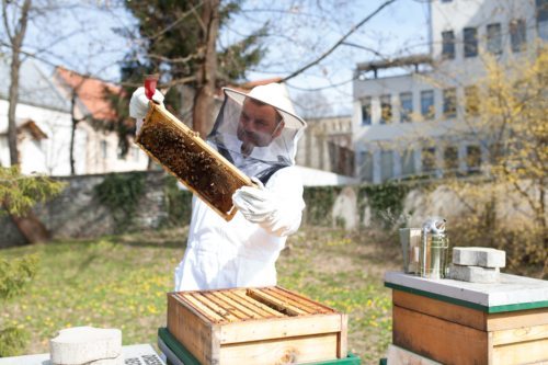 &nbsp;Ab Mitte Mai bieten die „City Imker“ des Weiteren Workshops mit Schaubienenständen in den Schulen an.