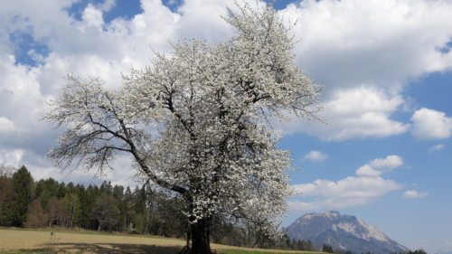 Die Schöpfung - unsere Natur- und Kulturlandschaft - zu erhalten, ist unsere Aufgabe (Bild: Peter Sternig).