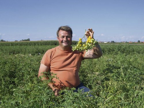 Erich Stekovics in seinem Paradeiser-Paradies (© Foto: Stekovics)