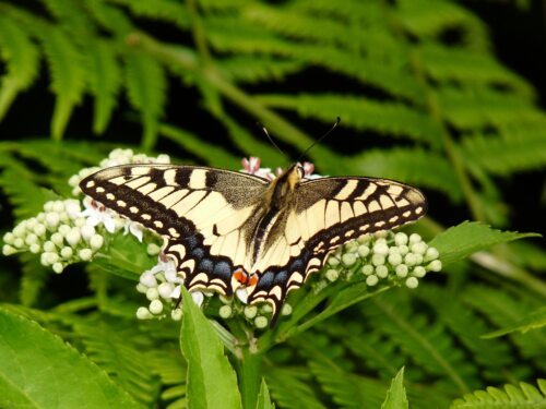 Lastovičar (Papilio machaon) Niemetz