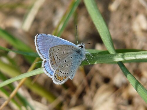 Navadni modrin (Polyommatus icarus) Niemetz Navadni modrin (Polyommatus icarus) Niemetz
