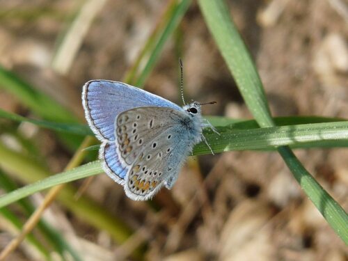 Navadni modrin (Polyommatus icarus) Niemetz