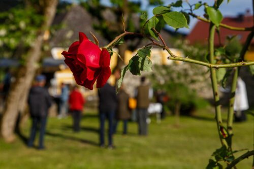 Rose für Maria<br />
Foto: Anton Wieser