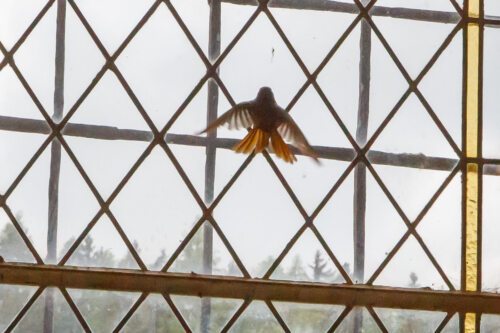 verirrter Vogel als Symbol<br />
Foto: Anton Wieser