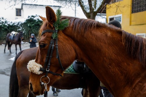geschmücktes Pferd<br />
Foto: Anton Wieser