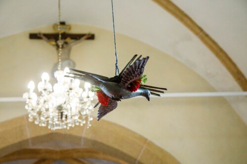herabschwebende Taube<br />Foto: Anton Wieser