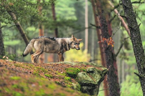 Postna serija 4 (AS)