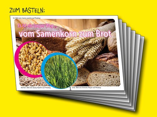 Bastelteil: Vom Samenkorn zum Brot / von der Traube zum Wein – Kleines Büchlein zum Basteln / Fotos: @marco aurelio / Suraj tripathi / Annette Meyer auf Pixabay: 