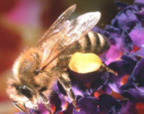  Bild aus dem Handzettel der Veranstaltung (© Foto: Bio Austria)