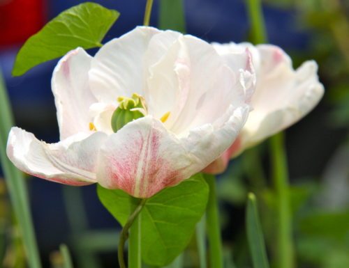 Pfarrgemeinderäte bringen pfarrliches Leben zum Blühen (© Foto: fotomax-internetredaktion)