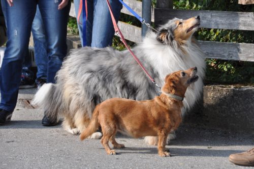 Wir bitten um den Segen für unsere geliebten Tiere. (© Foto: Edith Korak) Wir bitten um den Segen für unsere geliebten Tiere. (© Foto: Edith Korak)