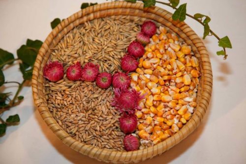 Erntegaben (© Foto: Anton Wieser)