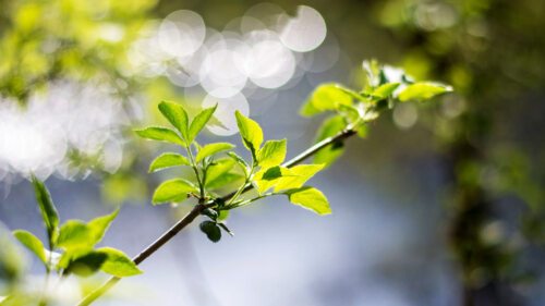 Hoffnung auf einen “neuen Frühling“ - Foto: KH Kronawetter