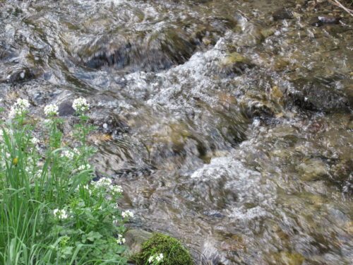 Wasser - Grundlage des Lebens (Bild: Peter Sternig)