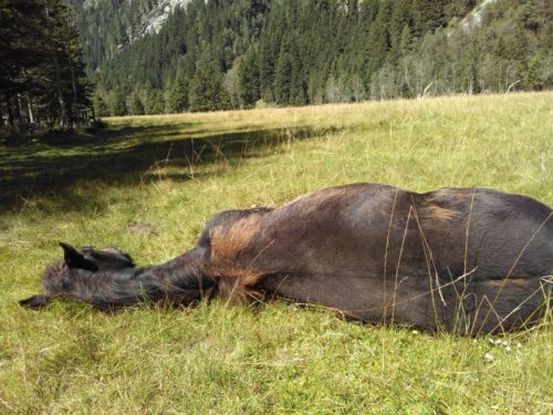 Ehrfurcht vor dem Tier - ein Leben mit Ruhephasen in der freien Natur gönnen (© Foto: fotomax)