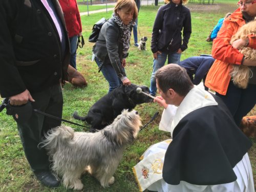 Dompfarrer Peter Allmaier segnet die Haustiere und deren Besitzer. (© Foto: Stadtpastoral )