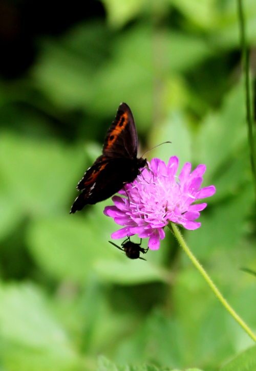 Natur bewusst wahr nehmen (© Foto: A. Lehner)