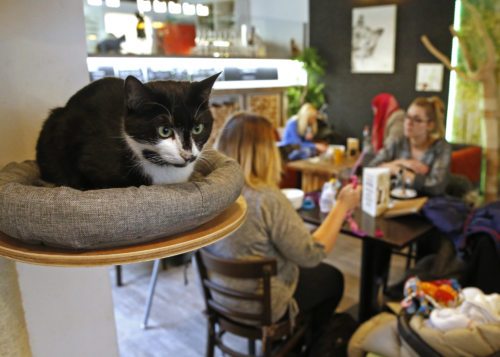 Gemütliches Ambiente im Katzencafé. Foto: Eggenberger Gemütliches Ambiente im Katzencafé. Foto: Eggenberger