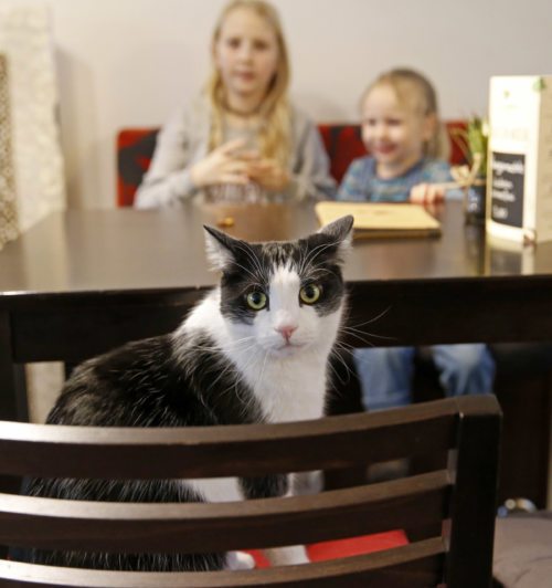 Katzen und Kinder<br />
Foto: Eggenberger