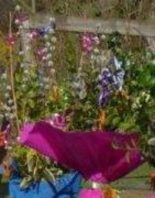 Bunte Palmbuschen (© Foto: Kindergarten Afritz am See) Bunte Palmbuschen (© Foto: Kindergarten Afritz am See)