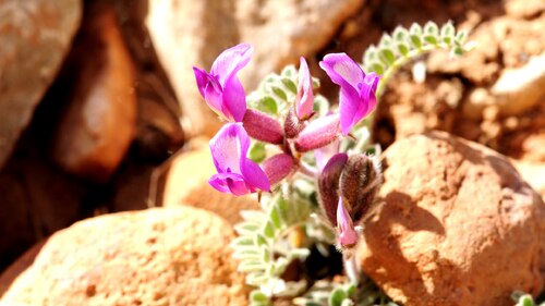 Blühende Lilie in der Wüste (Foto: Canva)