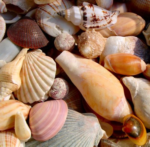 So unterschiedlich diese Muscheln sind, so vielfältig sind die liturgischen Dienste (© Foto: morguefile-luisrock62) So unterschiedlich diese Muscheln sind, so vielfältig sind die liturgischen Dienste (© Foto: morguefile-luisrock62)