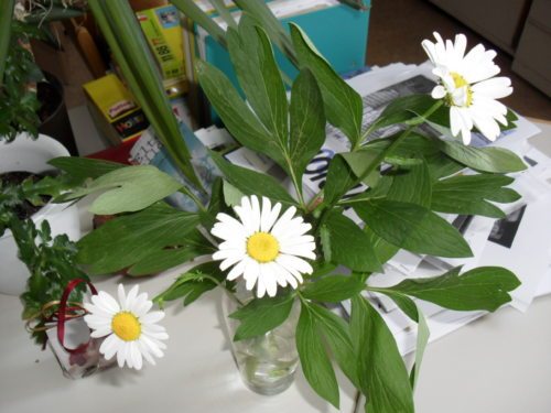 Blumen sind ein Sinnbild für Gewaltlosigkeit (© Foto: Unterlercher)