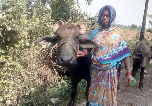 Palle Mariamma mit Milchbüffel<br />
Foto: Kaplan Joseph Lakkapamu Palle Mariamma mit Milchbüffel<br />
Foto: Kaplan Joseph Lakkapamu