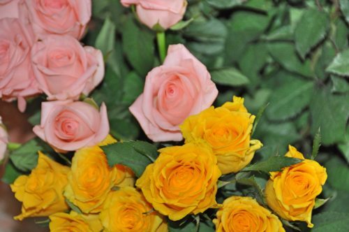 Wir sagen DANKE mit Rosen. Wir sagen DANKE mit Rosen.