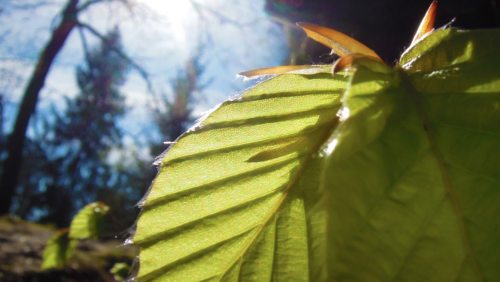 Wie ein unscheinbares Blatt im Sonnenlicht aufleuchten kann, so kann durch “schöne Taten“ die Herrlichkeit Gottes in unserem Leben “aufblitzen“. (© Foto: Internetredaktion - KH Kronawetter) Wie ein unscheinbares Blatt im Sonnenlicht aufleuchten kann, so kann durch “schöne Taten“ die Herrlichkeit Gottes in unserem Leben “aufblitzen“. (© Foto: Internetredaktion - KH Kronawetter)