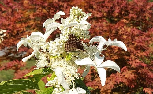 Bewahren wir unsere wunderbare Natur! (Bild: P.St.). Bewahren wir unsere wunderbare Natur! (Bild: P.St.).