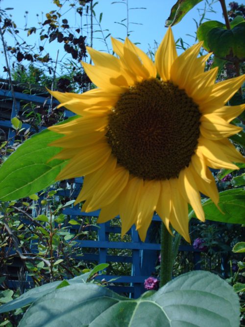 Die Schönheit der Sonnenblume und das Gebet zu Gott erhellt uns den Morgen. (© Foto: Foto: morguefile.com)