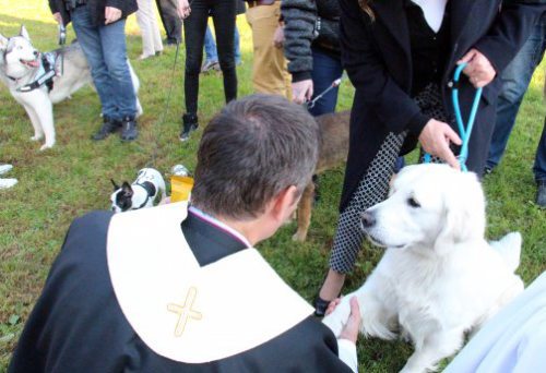 Rund um den Gedenktag des hl. Franziskus finden Tiersegnungen in den Pfarren statt. (© Foto: Stadtpastoral) Rund um den Gedenktag des hl. Franziskus finden Tiersegnungen in den Pfarren statt. (© Foto: Stadtpastoral)