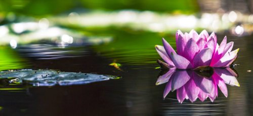 „Auch wenn der im Glauben verankerte Mensch allen Grund zu Optimismus hat, so bleibt auch für ihn die Lebensfreude immer ein Geschenk; ein Geschenk allerdings, dem wir ein bisschen nachhelfen können“, schreibt Generalvikar Guggenberger in seinem geistlichen Impuls für den vierten Fastensonntag.  (© Foto: CC0 - pixabay / brenkee)