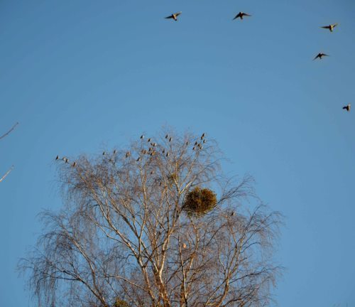 ... nirgendwohin denken, in die Himmel seh´n (© Foto: UM)