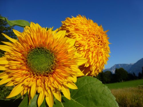 Sommerfarben - Leichtigkeit und Tanz (© Foto: UM)