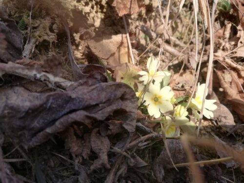 Čar novega upanja, Foto:fj