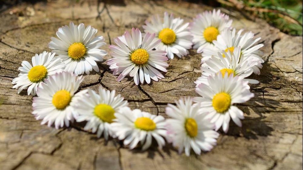  © Foto: pixabay