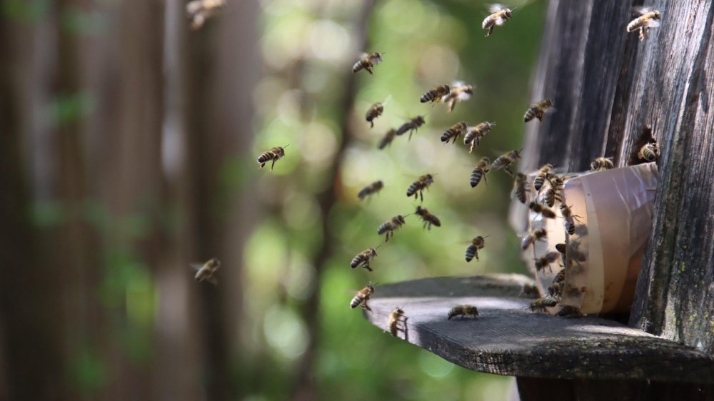  &copy; Foto: pixabay