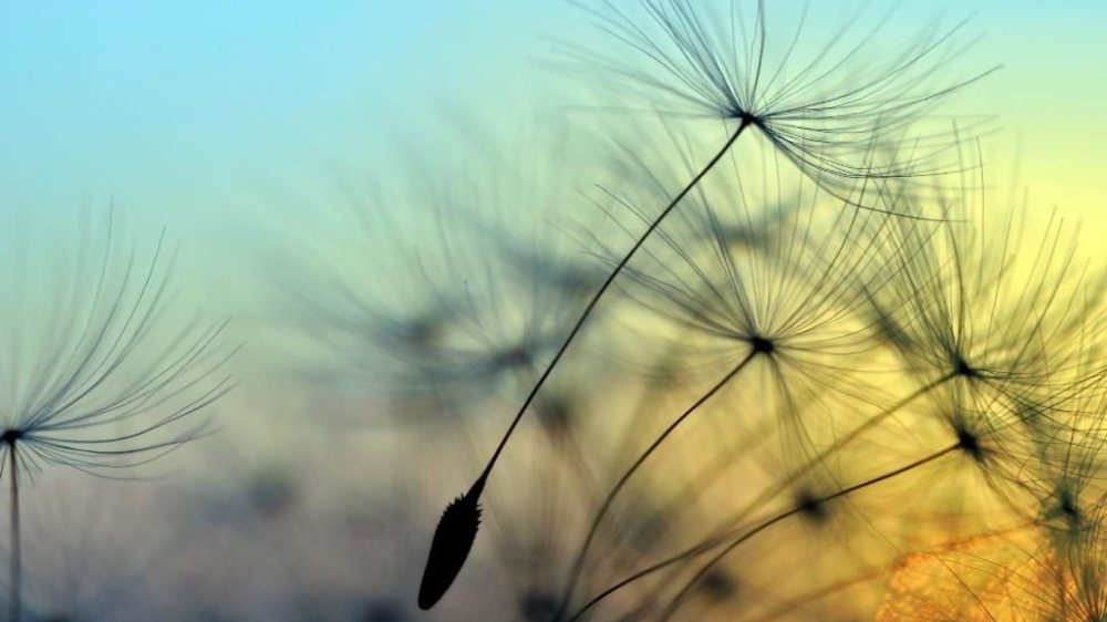  &copy; Foto: Pfeifer