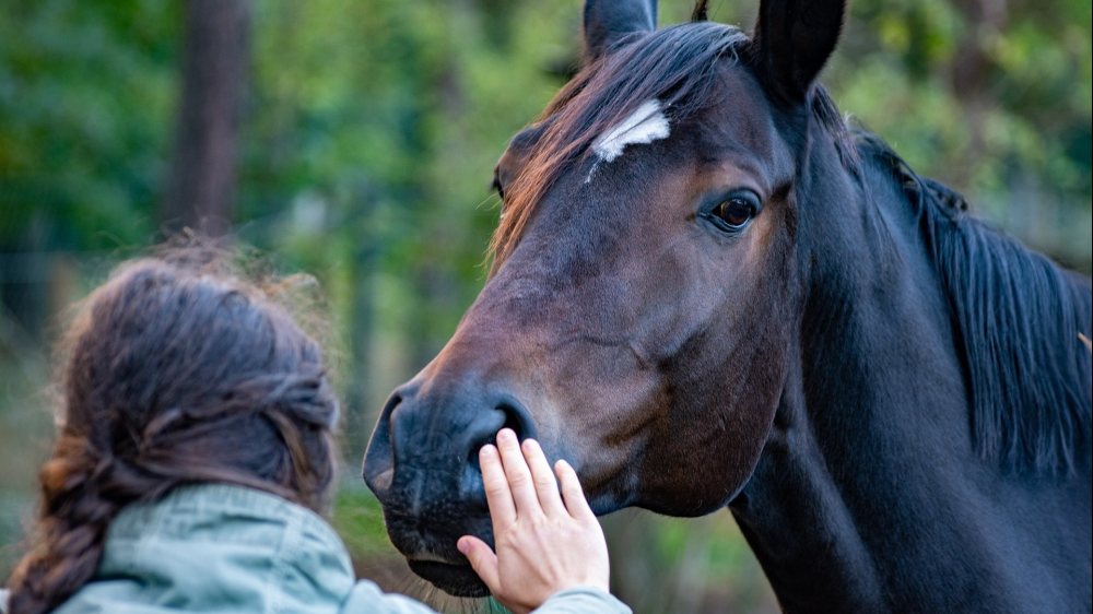 Das Pferd als Partner bietet Halt, Sicherheit und wertfreie Zuneigung in Zeiten der Trauer (&copy; Foto: horse-wal_172619_ pixabay)